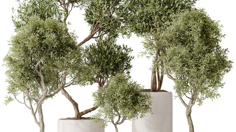 Indoor plants set 119 Olive Artificial Olivo Olea Tree and Mission