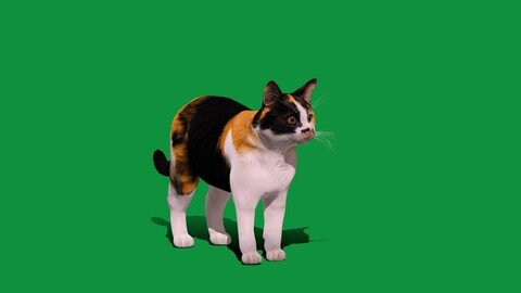 Calico Cat