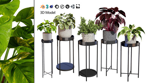 Indoor Plant 3D Models