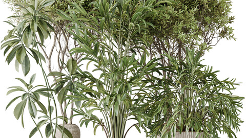 Indoor plants set 121 Dypsis Lutescens Palm and Wilsonii