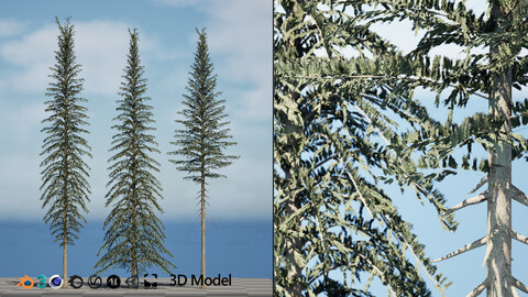 Spruce Tree Pack