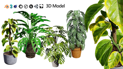 Monstera Plant 3D Model