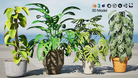 Monstera Plant 3D Model