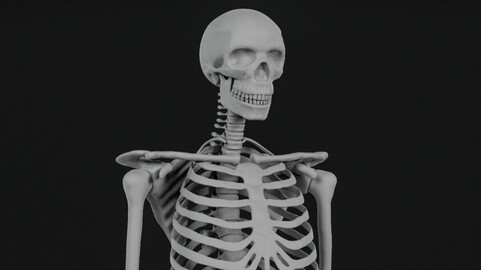 High poly Skeleton