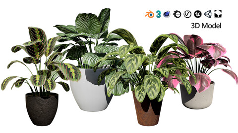 Prayer Plant 3D Model