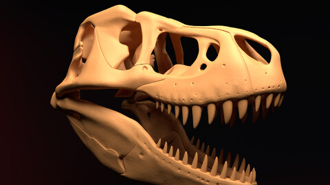 Tyrannosaurus Rex Skull