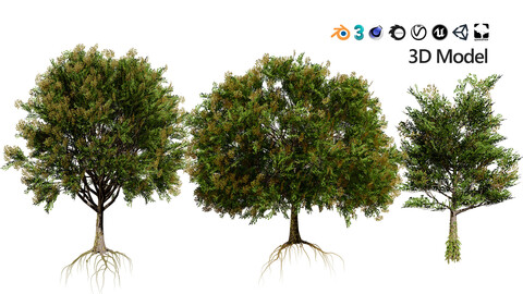 Frene Blanc Tree 3D Model