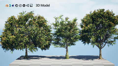 Frene Blanc Tree 3D Model