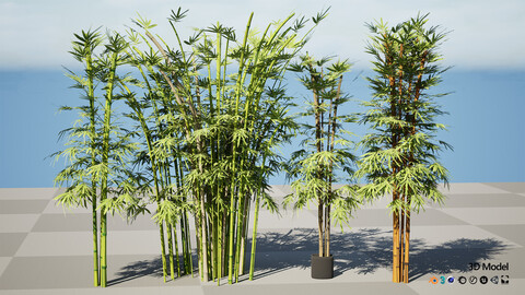 Realistic Bamboo Plants 3D Models