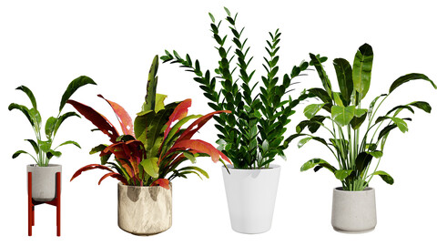 Indoor Plants 3D Model Pack