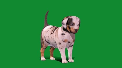 Louisiana Catahoula Leopard Puppy Dog