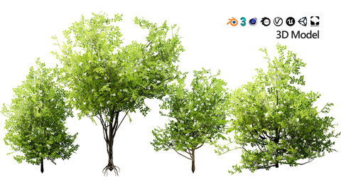 Japanese Privet 3D Model