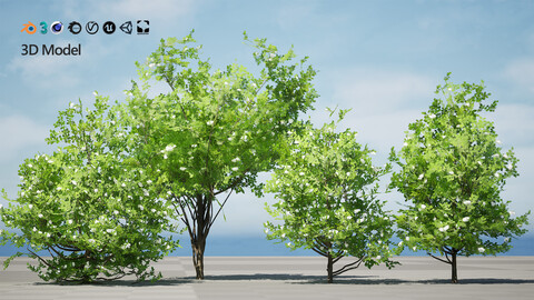 Japanese Privet 3D Model