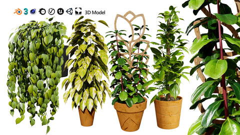 Realistic Sindoor Pothos 3D Model