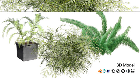 Foxtail Fern 3D Model