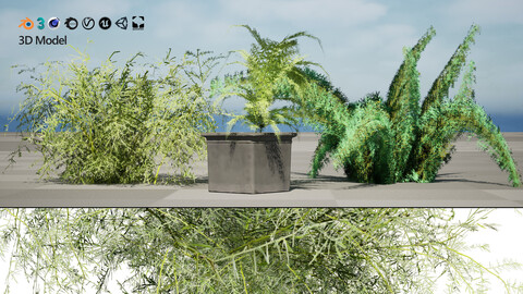 Foxtail Fern 3D Model