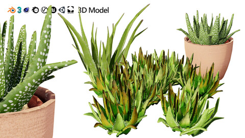 Realistic Aloe Vera Plant Collection