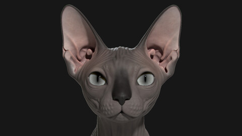 Sphynx Cat For Production