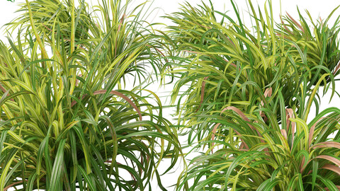 Cymbopogon citratus - Lemongrass 01