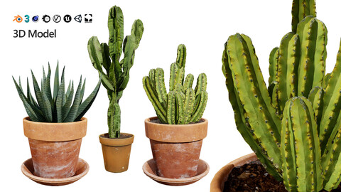 Realistic Indoor Cactus Collection