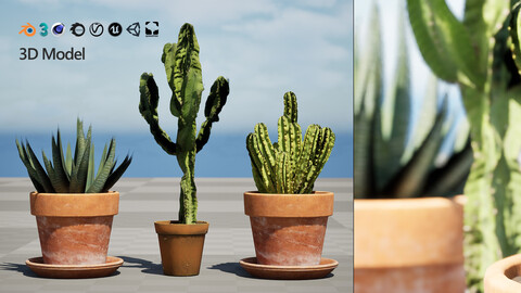 Realistic Indoor Cactus Collection