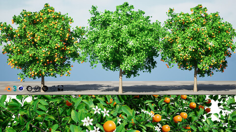 Orange Trees 3D Model