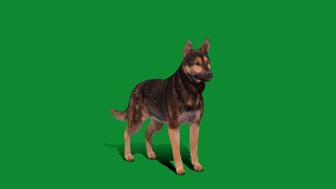 Shiloh Giant Shepherd Dog