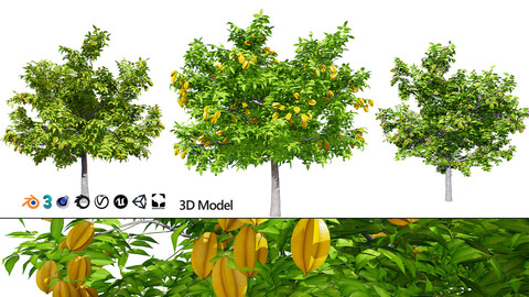 Realistic Starfruit Tree Model