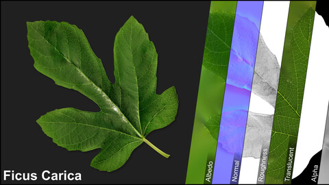 Photometric Scan Vegetation - Ficus Carica - Leaf 7