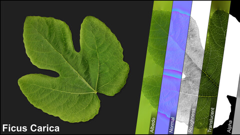 Photometric Scan Vegetation - Ficus Carica - Leaf 3