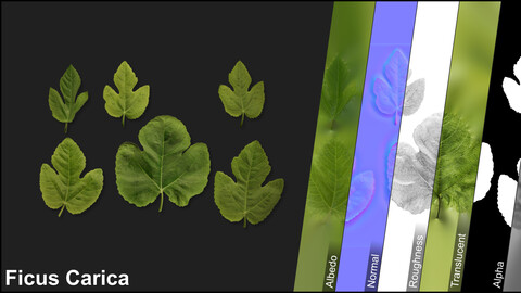 Photometric Scan Vegetation - Ficus Carica - Kit 1