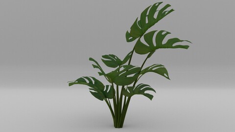 laos Monstera