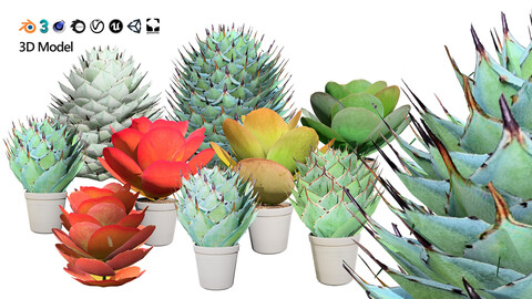 Kalanchoe and Agave 3D Model Pack