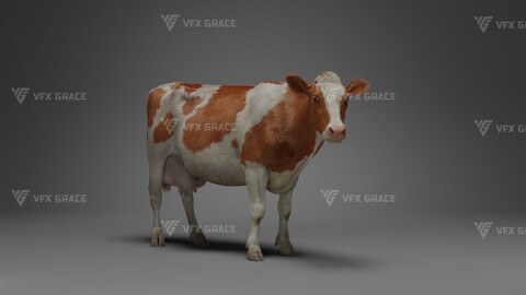 Holstein Female Animation - VFX Grace