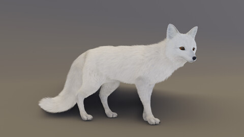 Arctic Fox Animation