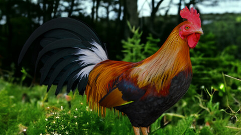 Rooster Animation