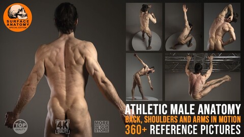 360+ Athletic Male Anatomy: Back, Shoulders and Arms in Motion