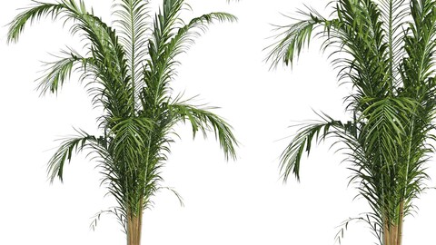 palm plant