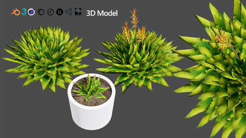 Spiral Aloe Plant 3D Model