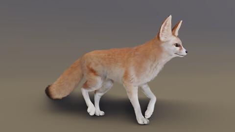 Fennec Fox Animated