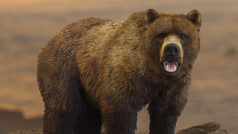 Brown Bear Animation