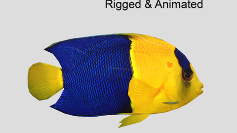 Bicolor Angelfish