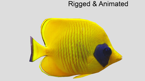 Bluecheek butterflyfish