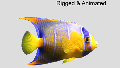 queen angelfish