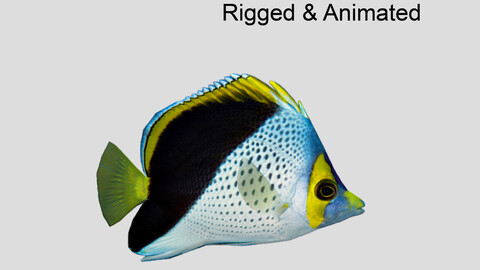 Roaops Butterflyfish