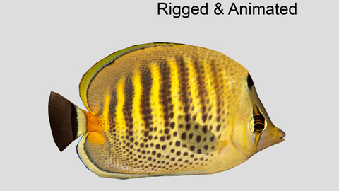 Spot banded Butterflyfish