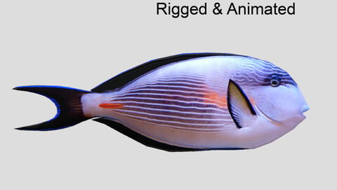 Sohal Surgeonfish