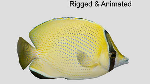 Speckled Butterflyfish