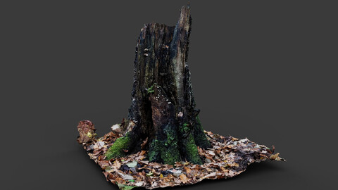 forest broken old tree rotten stump photogrammetry