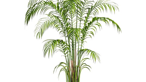 palm plant